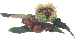 castagne