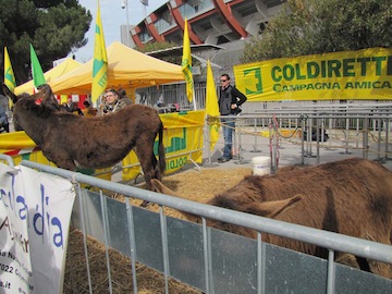 inaugurazione odierna mercato via Pepe05