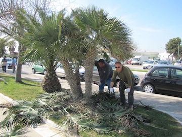 manutenzione straordinaria palme riviera nord02