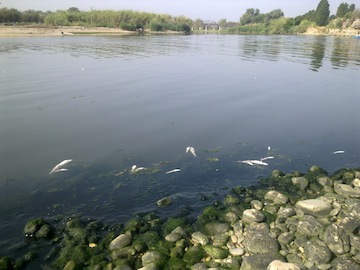 Foce del Tordino 01-07-2012