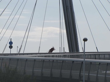 riapertura odierna al pubblico del ponte del mare