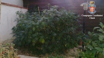 piantagione cannabis