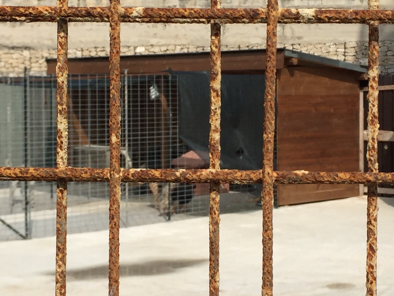 canile di via Raiale