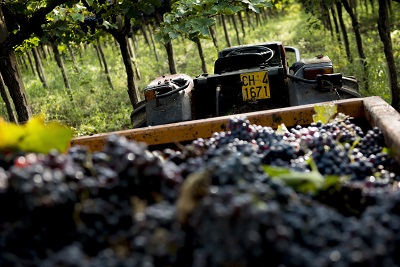 Vendemmia Cantina Tollo