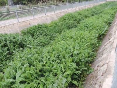 Foto foresta dentro il Fosso Vallelunga