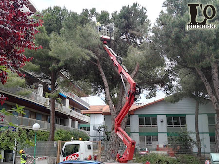 abbattimento-pino-Viale-Leopoldo-Muzii-Pescara