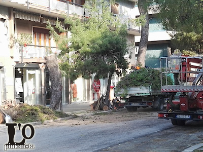 via-Muzii-potatura-pini