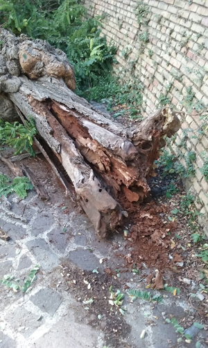 crollo albero