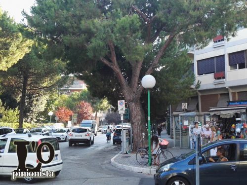 pini in via Muzii