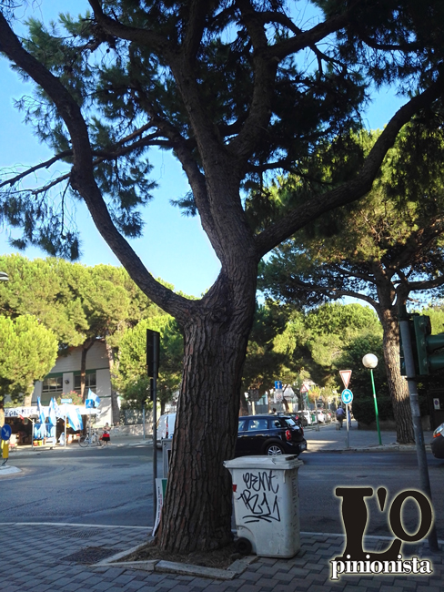 pino in via Muzii a Pescara