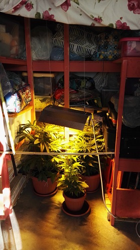 piante-di-marijuana-in-serra-a-nereto