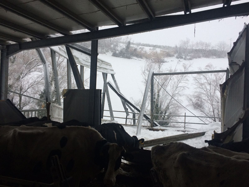 foto stalla crollata penne 2