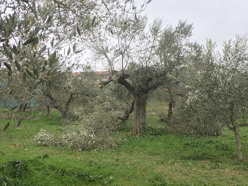 Olivi Abruzzo