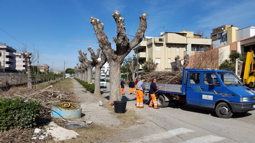Roseto potatura piante