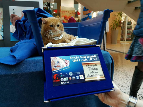 gatto vincitore 2017