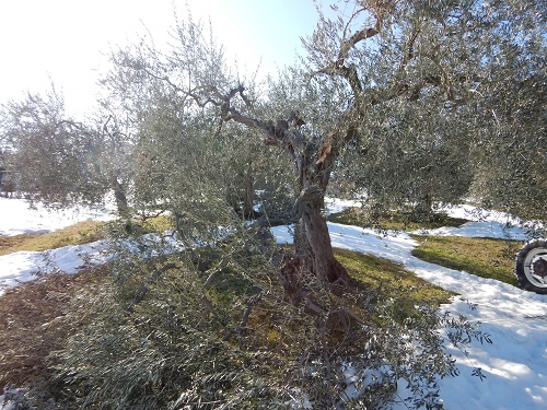pianta olivo neve