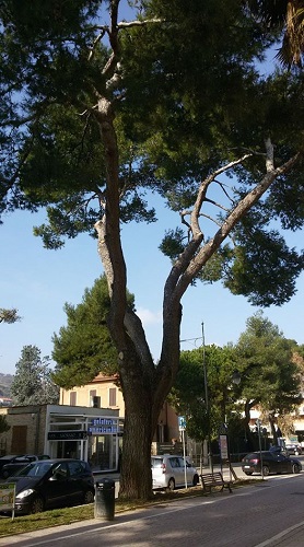 pino d'aleppo storico silvi marina