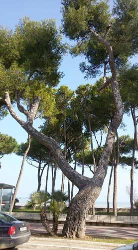 pino d'aleppo storico silvi