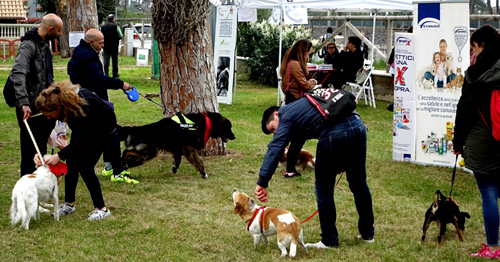 Animali Compagnia_IZSAM
