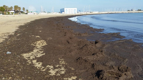 Detriti arenati in spiaggia a Pescara