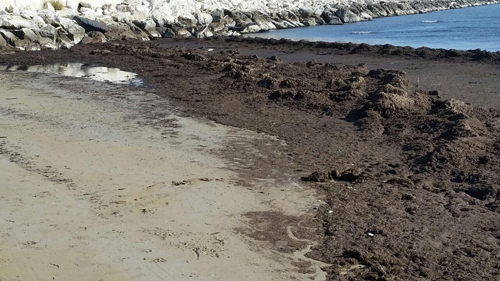 Detriti arenati in spiaggia