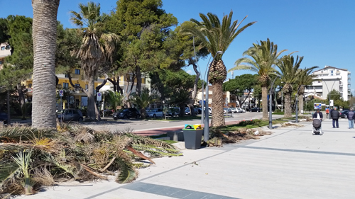 Potatura palme lungomare Roma