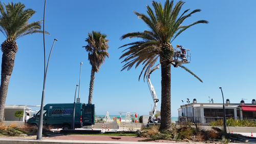 Potatura palme lungomare Roma a Roseto