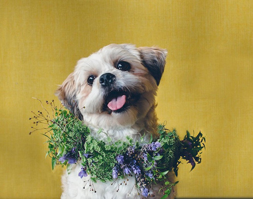 collare in fiore al cane