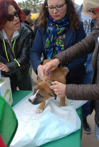 MICROCHIP a cagnolino