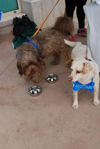 cagnolini da adottare