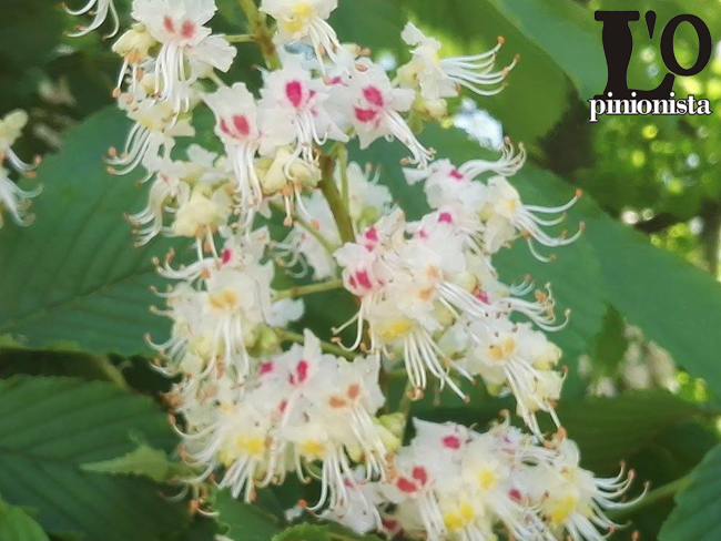 infiorescenze di ippocastano