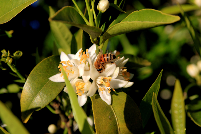 Avvelenamenti e atti vandalici: apicoltori abruzzesi nel mirino a ... - Abruzzo News (Blog)