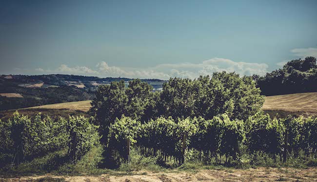 Sant'Omero vineyard_Merlot