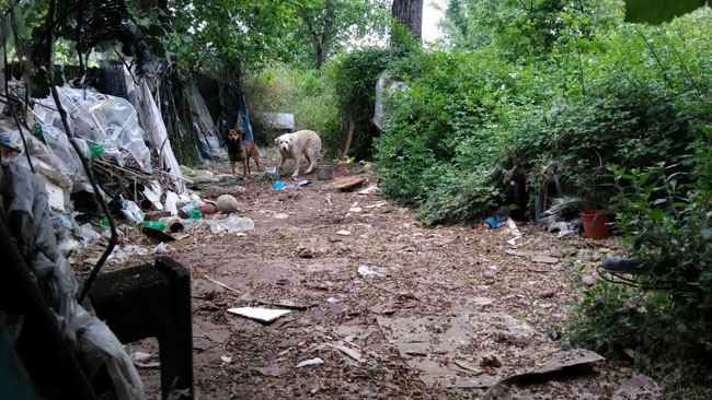 Sequestro cani Contrada Carapollo