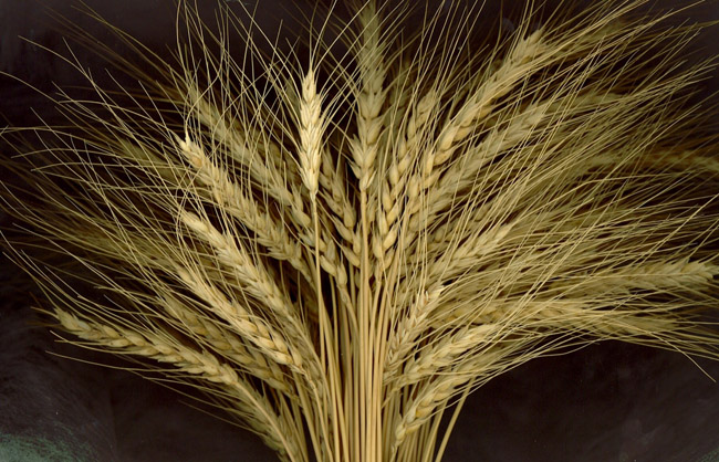 Spighe di grano Solina d'Abruzzo