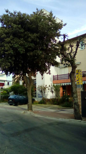 lecci