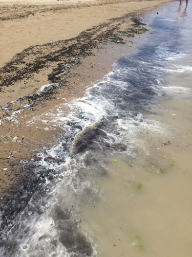 Cologna spiaggia ripascimento