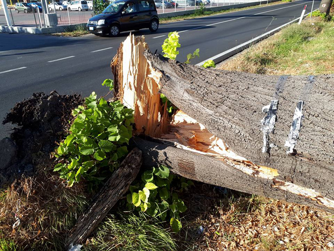 alberi caduti a Brecciarola e Manoppello