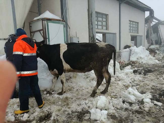 territorio di Isola del Gran Sasso con mucca