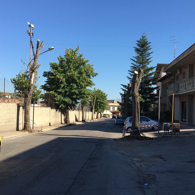 tigli in Via San Rocco a Collecorvino