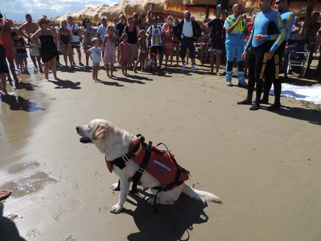 Foto cane Ambra