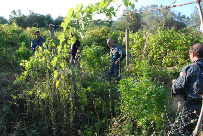 Pescara, scoperta coltivazione di marijuana con piante di oltre due metri