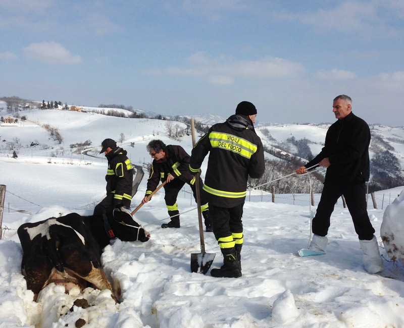 SalvataggioMucca_Abruzzo_gennaio2017