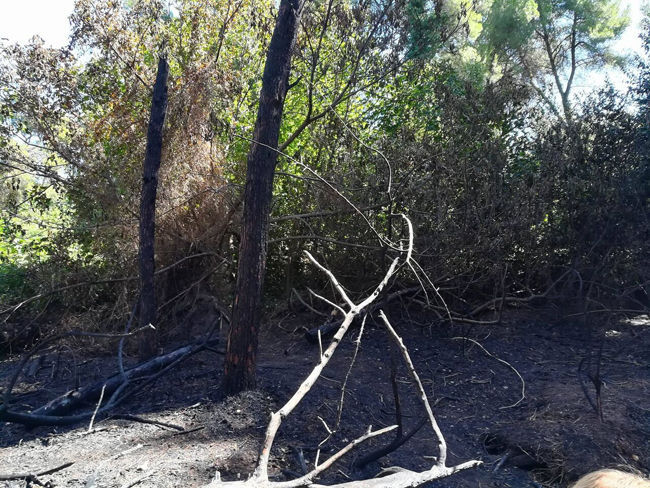 pineta Pescara post incendio