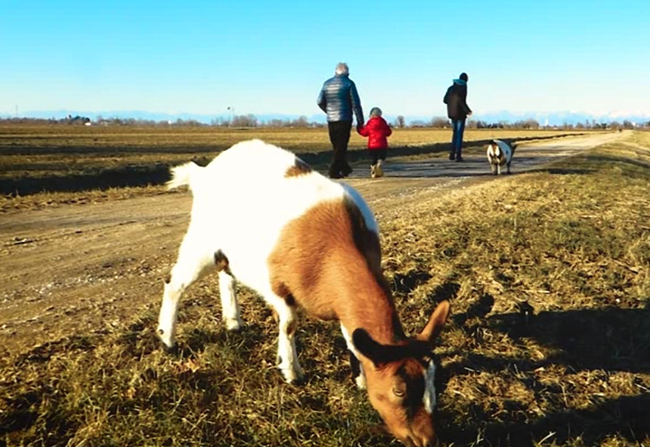 Fotogramma_Corto_Duilio e i suoi amici