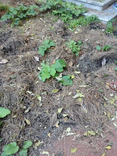 Le tracce del passaggio dei cinghiali