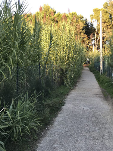 strada parco vicino Le Naiadi