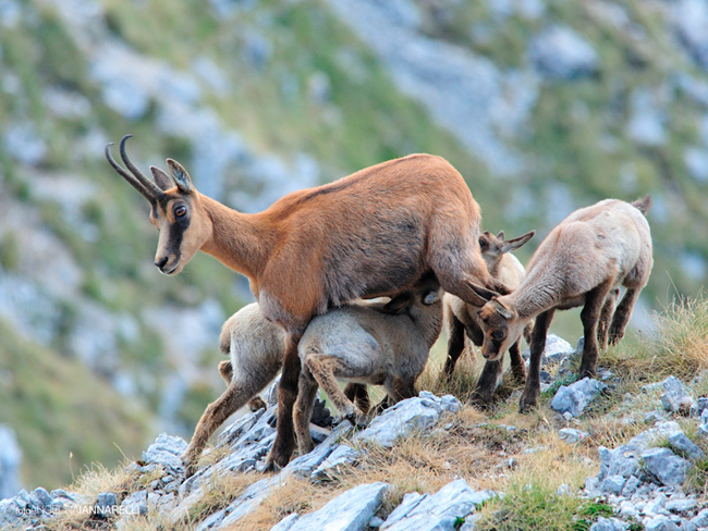 camosci_Angelina_Iannarelli