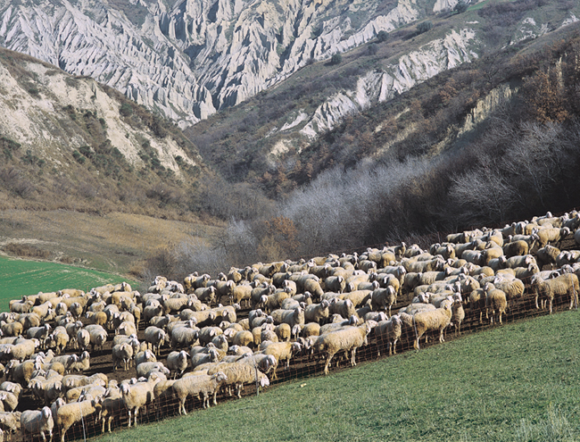 pecore montagne