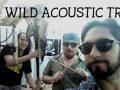 wild acoustic trio